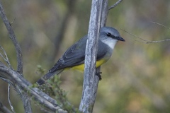 Eopsaltria griseogularis