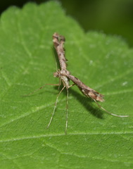 Platyptilia calodactyla