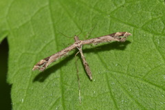 Platyptilia calodactyla