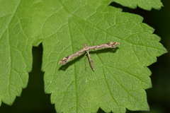 Platyptilia calodactyla