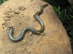 Uropeltis ellioti