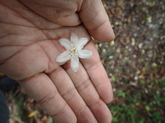 Alniphyllum pterospermum