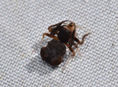 Arkys dilatatus