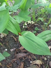 Convallaria majalis
