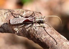 Uracanthus triangularis