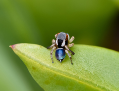 Maratus anomalus
