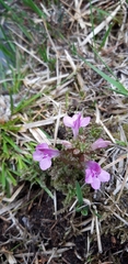 Pedicularis sylvatica