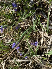 Polygala serpyllifolia