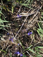Polygala serpyllifolia