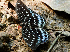 Lexias cyanipardus