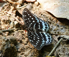 Lexias cyanipardus