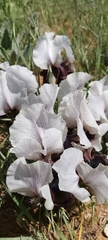 Iris iberica elegantissima