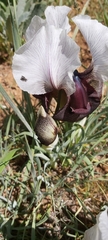 Iris iberica elegantissima