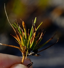 Isolepis ludwigii