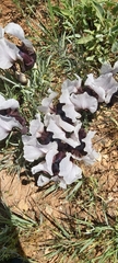 Iris iberica elegantissima