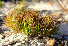 Isolepis ludwigii