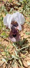 Iris iberica elegantissima