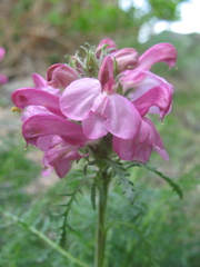 Pedicularis rubens