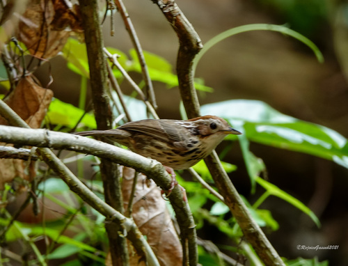 Puff-throated Babbler (Pellorneum ruficeps), photo 6