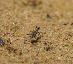 Cylindera spinolai