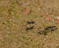 Cylindera spinolai