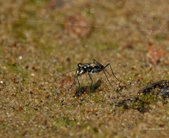Cylindera spinolai
