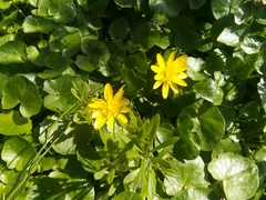 Ficaria verna