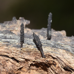 Xylaria longiana