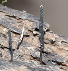 Xylaria longiana