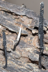Xylaria longiana