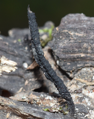 Xylaria longiana