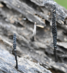 Xylaria longiana