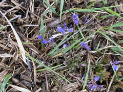 Polygala serpyllifolia