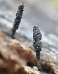 Xylaria longiana