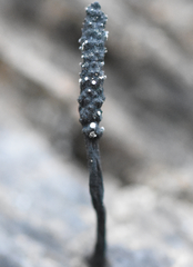 Xylaria longiana