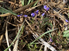 Polygala serpyllifolia