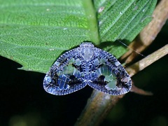 Ricanoptera fenestrata