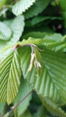 Carpinus betulus