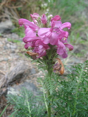 Pedicularis rubens