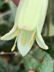 Correa reflexa reflexa