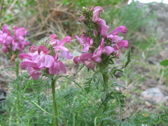 Pedicularis rubens