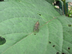 Avephora maculata