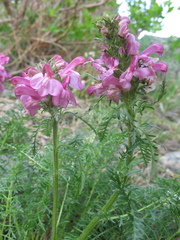 Pedicularis rubens