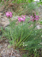 Pedicularis rubens