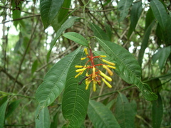 Palicourea padifolia