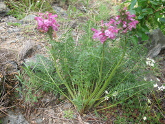 Pedicularis rubens