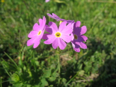 Primula nutans