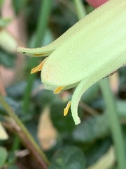 Correa reflexa reflexa