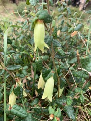 Correa reflexa reflexa