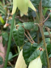 Correa reflexa reflexa